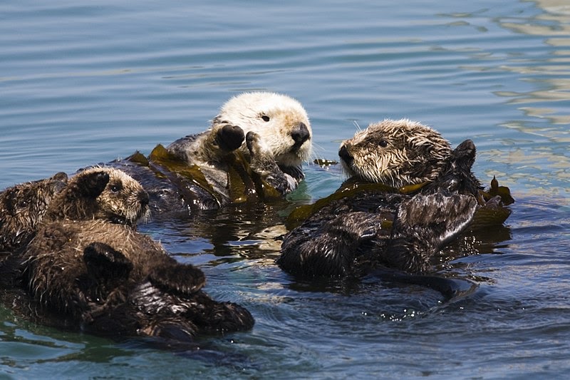 Sea otters