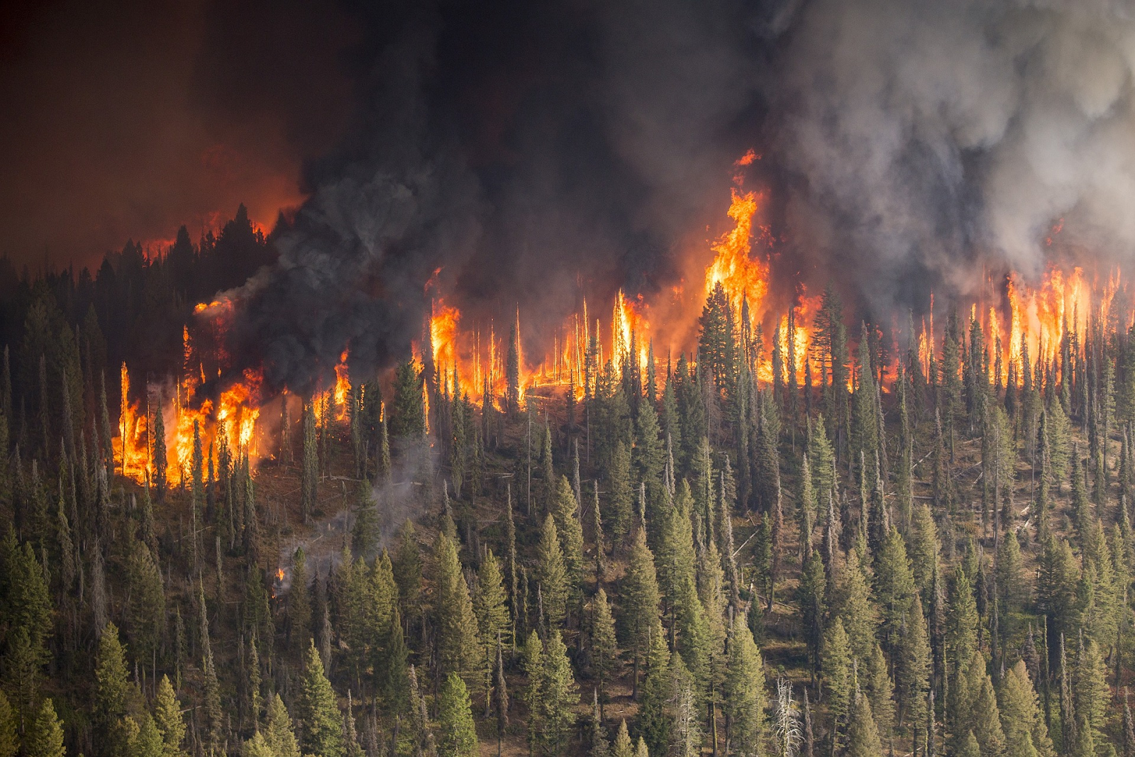 Un incendio devastando unbosque.
