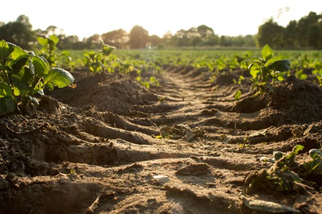 Hot Take #5: Soil Gets a Break