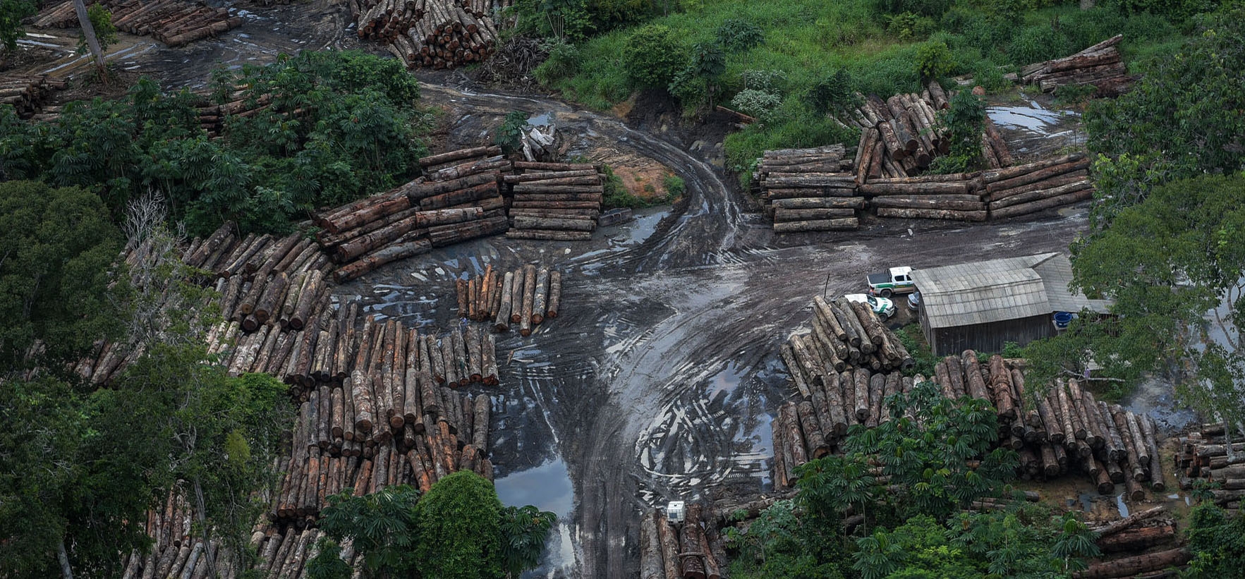 Brazil Is On Fire: Healing the lungs of our home
